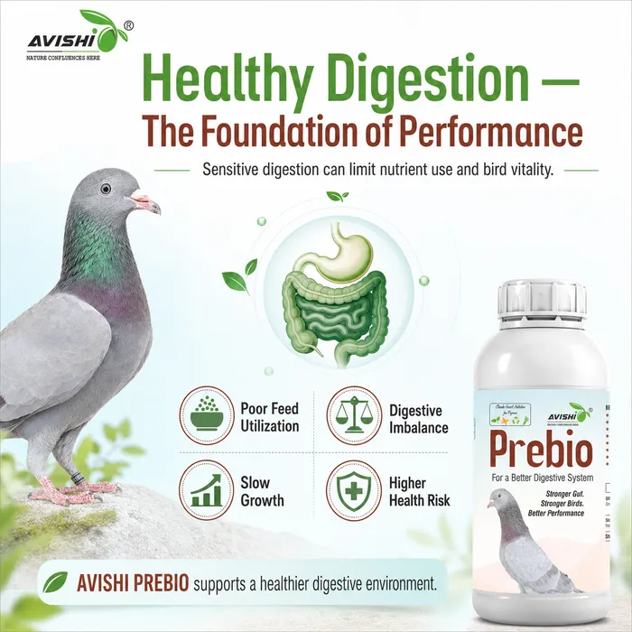 Avishi Prebio (Pigeon) Clinical Information