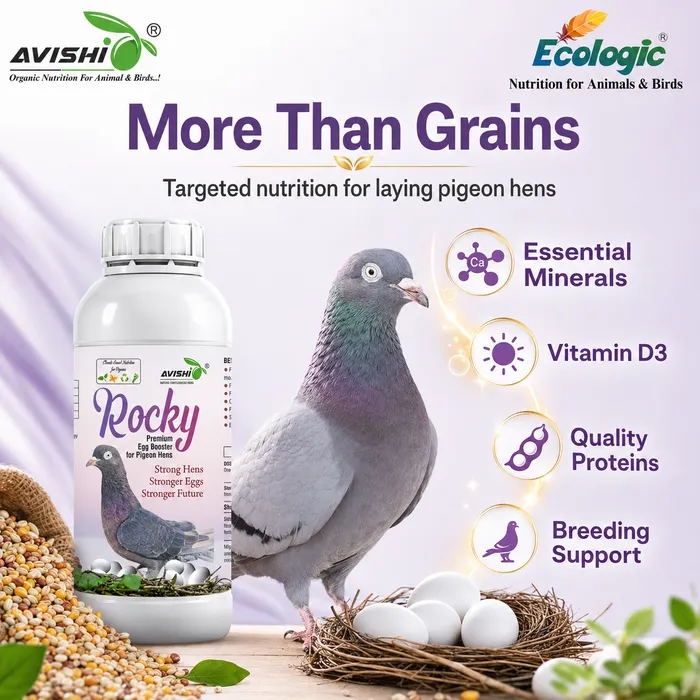 Avishi Rocky Clinical Information