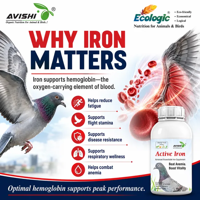 Avishi Active Iron (Pigeon) Clinical Information