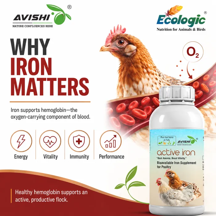 Avishi Active Iron (Poultry) Clinical Information