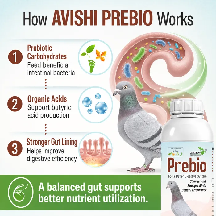 Avishi Prebio (Pigeon) Clinical Information