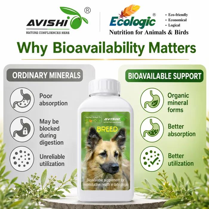 Avishi Breed (Canine) Clinical Information