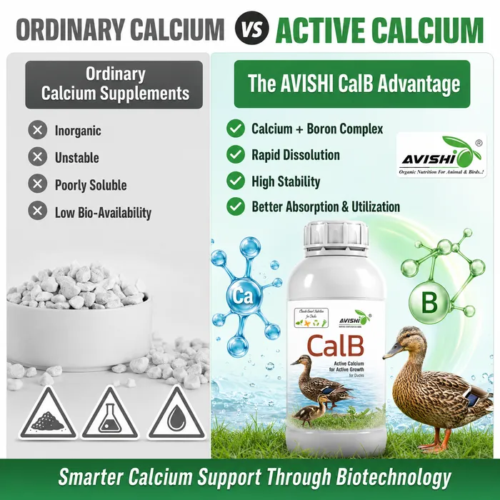 Avishi CalB (Duck) Clinical Information