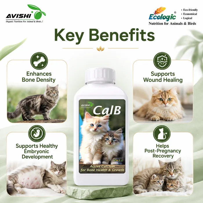 Avishi CalB (Feline) Clinical Information