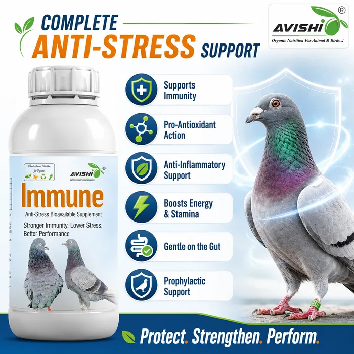 Avishi Immune (Pigeon) Clinical Information