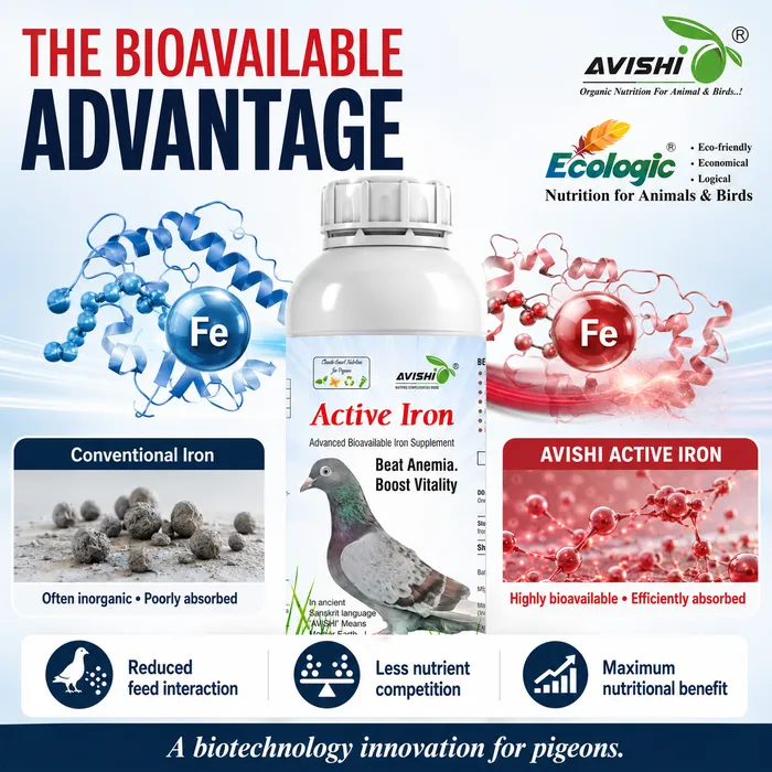 Avishi Active Iron (Pigeon) Clinical Information