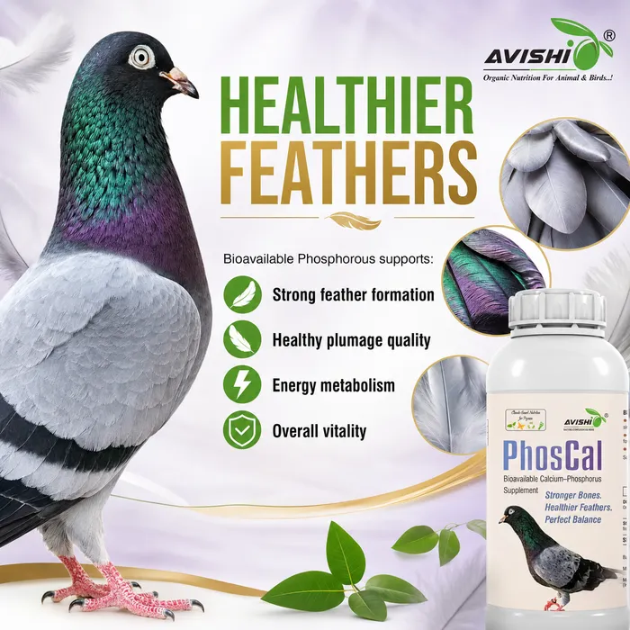 Avishi Phoscal Clinical Information
