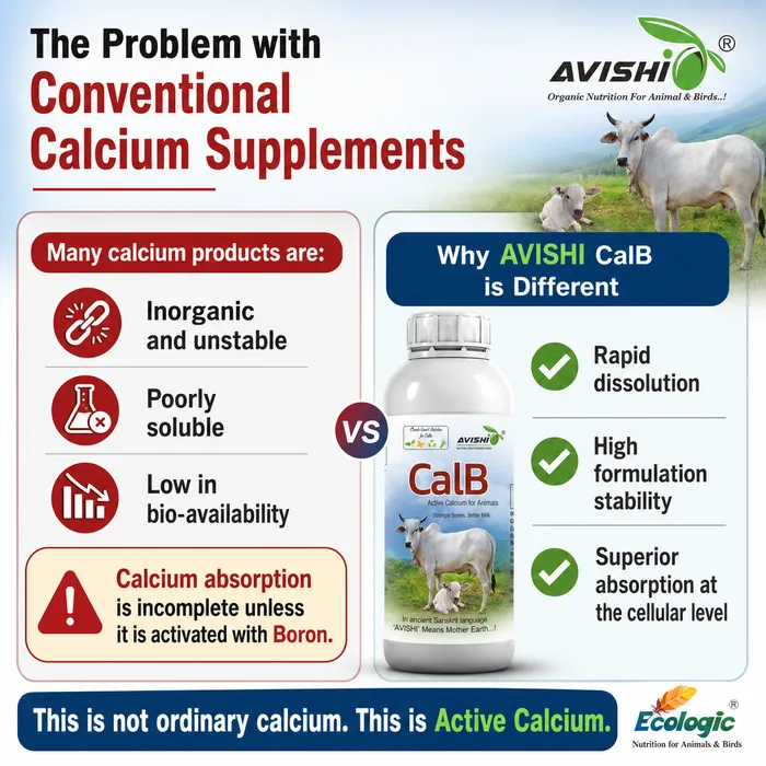 Avishi CalB (Cattle) Clinical Information