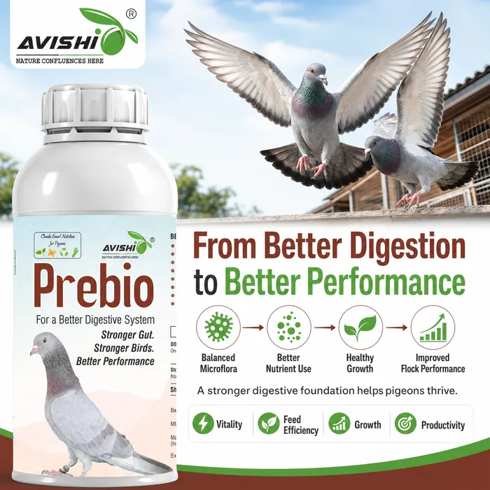 Avishi Prebio (Pigeon) Clinical Information