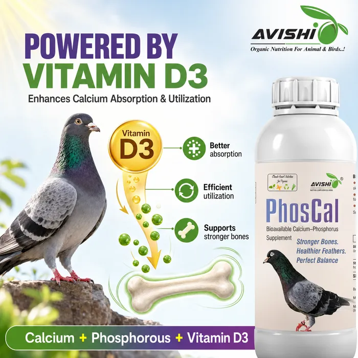 Avishi Phoscal Clinical Information