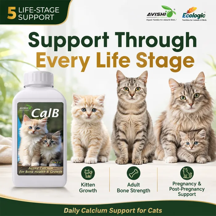 Avishi CalB (Feline) Clinical Information
