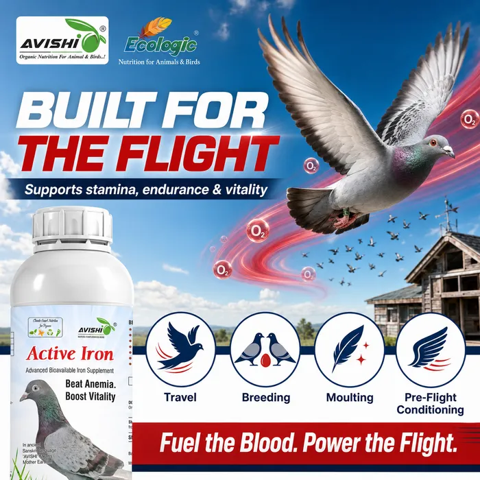 Avishi Active Iron (Pigeon) Clinical Information