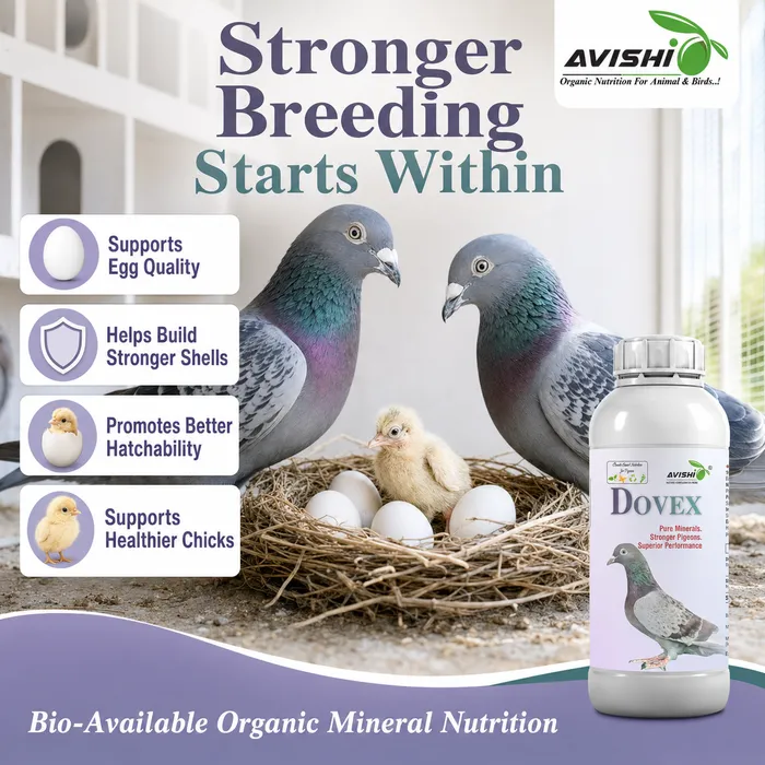 Avishi Dovex Clinical Information