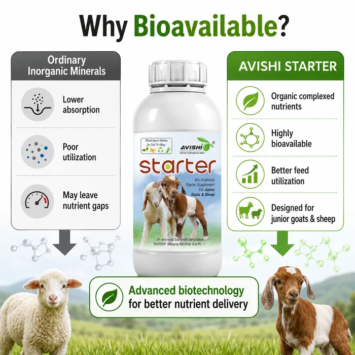 Avishi Starter (Goat & Sheep) Clinical Information
