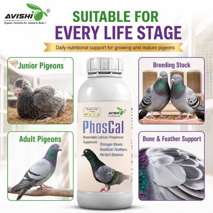 Avishi Phoscal Clinical Information