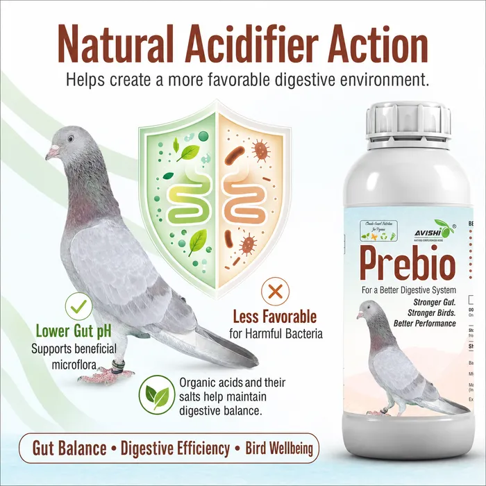 Avishi Prebio (Pigeon) Clinical Information