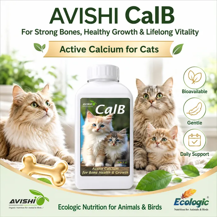 Avishi CalB (Feline) Clinical Information