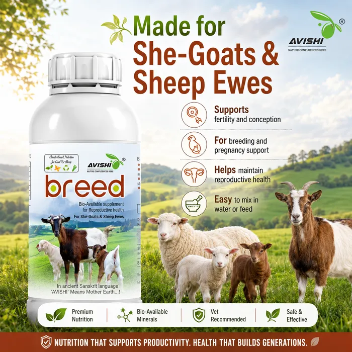 Avishi Breed (Goat & Sheep) Clinical Information