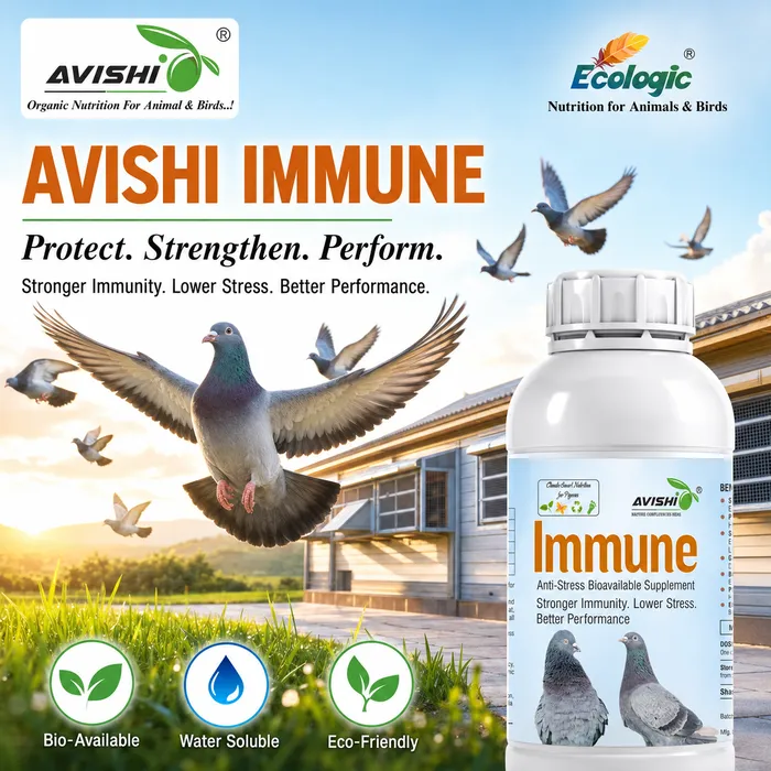 Avishi Immune (Pigeon) Clinical Information