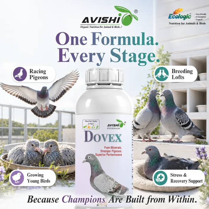 Avishi Dovex Clinical Information